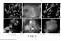 Fig. 04 - In vitro methods for the induction and maintenance of plant cell lines as single suspension cells with intact cell walls