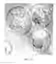 Fig. 08 - In vitro methods for the induction and maintenance of plant cell lines as single suspension cells with intact cell walls