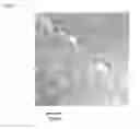 Fig. 02 - Neuronal differentiation-inducing peptide and use thereof