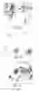 Fig. 07 - Antisense antiviral compounds and methods for treating a filovirus infection