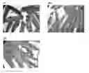 Fig. 01 - Antiparasitic agent for fish and method of controlling proliferation of fish parasites