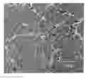 Fig. 01 - Bone cement composition, bone cement composition kit and forming method of bone cement hardened material
