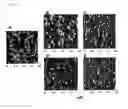 Fig. 04 - POLYACRIDINE NUCLEIC ACID DELIVERY PEPTIDE COMPLEXES