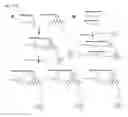 Fig. 08 - POLYACRIDINE NUCLEIC ACID DELIVERY PEPTIDE COMPLEXES
