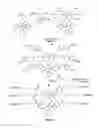 Fig. 08 - Molecular transporter compositions comprising dendrimeric oligoguanidine with a tri-functional core that facilitates delivery into cells in vivo