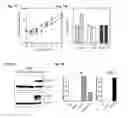 Fig. 06 - Prostate cancer cell lines and their use in screening method