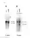 Fig. 03 - METHOD FOR OBSERVING GAD67-POSITIVE CELL IN TRANSGENIC ANIMAL