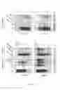 Fig. 06 - METHOD FOR GENERATING HYPOALLERGENIC GLYCOPROTEINS IN MUTATED OR TRANSGENIC PLANTS OR PLANT CELLS, AND MUTATED OR TRANSGENIC PLANTS AND PLANT CELLS FOR GENERATING HYPOALLERGENIC GLYCOPROTEINS