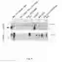 Fig. 09 - METHOD FOR GENERATING HYPOALLERGENIC GLYCOPROTEINS IN MUTATED OR TRANSGENIC PLANTS OR PLANT CELLS, AND MUTATED OR TRANSGENIC PLANTS AND PLANT CELLS FOR GENERATING HYPOALLERGENIC GLYCOPROTEINS