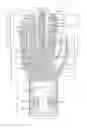 Fig. 01 - Ambidextrous glove