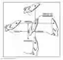 Fig. 01 - Torque Overcorrection Model