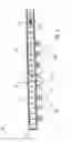 Fig. 07 - Folding rule having a lighting element