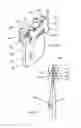 Fig. 04 - Containment vessel for teething and eating