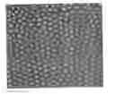 Fig. 01 - Method for manufacturing porous structure and method for forming pattern