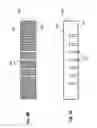 Fig. 09 - Method and Apparatus for Delivering Ink Material from a Discharge Nozzle