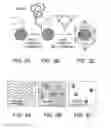 Fig. 05 - Viral nanoparticle cell-targeted delivery platform