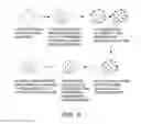 Fig. 07 - Viral nanoparticle cell-targeted delivery platform