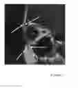 Fig. 02 - Extended length botulinum toxin formulation for human or mammalian use