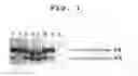 Fig. 02 - Recombinant factor X with no glycosylation and method for preparing the same