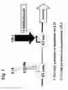 Fig. 02 - E1-MINUS ADENOVIRUSES AND USE THEREOF