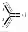 Fig. 14 - POLYPEPTIDES INCLUDING MODIFIED CONSTANT REGIONS