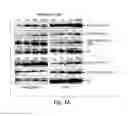 Fig. 10 - EPIGENETIC MECHANISMS RE-ESTABLISH ACCESS TO LONG-TERM MEMORY AFTER NEURONAL LOSS