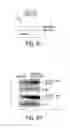 Fig. 12 - EPIGENETIC MECHANISMS RE-ESTABLISH ACCESS TO LONG-TERM MEMORY AFTER NEURONAL LOSS
