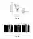Fig. 15 - EPIGENETIC MECHANISMS RE-ESTABLISH ACCESS TO LONG-TERM MEMORY AFTER NEURONAL LOSS