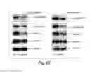 Fig. 22 - EPIGENETIC MECHANISMS RE-ESTABLISH ACCESS TO LONG-TERM MEMORY AFTER NEURONAL LOSS