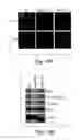 Fig. 34 - EPIGENETIC MECHANISMS RE-ESTABLISH ACCESS TO LONG-TERM MEMORY AFTER NEURONAL LOSS