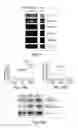 Fig. 35 - EPIGENETIC MECHANISMS RE-ESTABLISH ACCESS TO LONG-TERM MEMORY AFTER NEURONAL LOSS