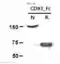Fig. 03 - CD93 or use of soluble fragment thereof