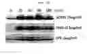 Fig. 09 - CD93 or use of soluble fragment thereof