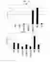 Fig. 11 - CD93 or use of soluble fragment thereof