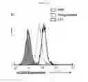 Fig. 22 - CD93 or use of soluble fragment thereof