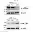 Fig. 23 - CD93 or use of soluble fragment thereof