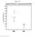 Fig. 26 - CD93 or use of soluble fragment thereof