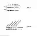 Fig. 10 - MIF antagonists