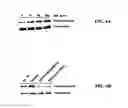Fig. 11 - MIF antagonists
