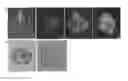 Fig. 01 - Composition for enhancing immunity containing plant stem cell line derived from cambium of including wild ginseng or ginseng as an active ingredient