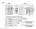 Fig. 08 - DIABETES DIAGNOSTIC, PROPHYLACTIC, AND THERAPEUTIC COMPOSITIONS AND METHODS