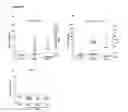 Fig. 28 - DIABETES DIAGNOSTIC, PROPHYLACTIC, AND THERAPEUTIC COMPOSITIONS AND METHODS