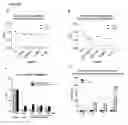 Fig. 29 - DIABETES DIAGNOSTIC, PROPHYLACTIC, AND THERAPEUTIC COMPOSITIONS AND METHODS