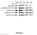 Fig. 05 - Modified HIV-1 Envelope Proteins