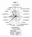 Fig. 02 - Base, products containing the same, preparation methods and uses thereof
