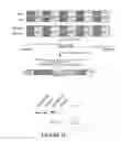 Fig. 17 - DNA composition encoding an immunogenic VEGF receptor peptide and methods of use thereof