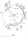 Fig. 07 - METHODS OF TREATING MEASLES INFECTIOUS DISEASE IN MAMMALS