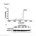 Fig. 04 - Engineered botulinum neurotoxin