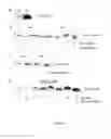 Fig. 06 - Outer membrane vesicles and uses thereof