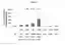 Fig. 11 - Colostrum composition